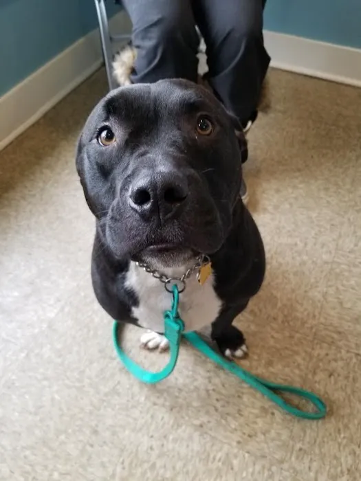 Howland Community Animal Hospital 10