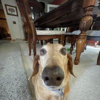 Howland Community Animal Hospital ico