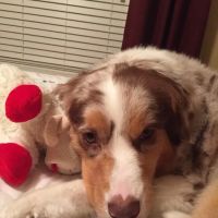 Sparks Rufus A DVM ico