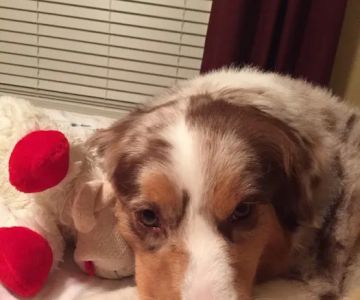 Sparks Rufus A DVM