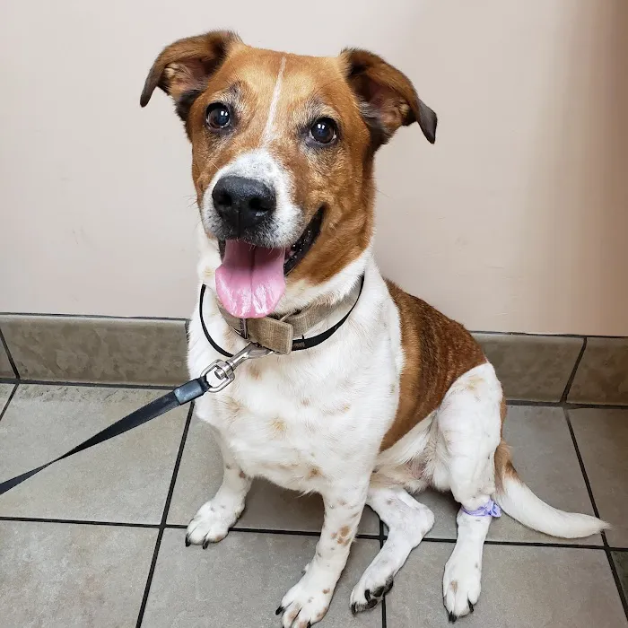 Town & Country Veterinary Hospital 4
