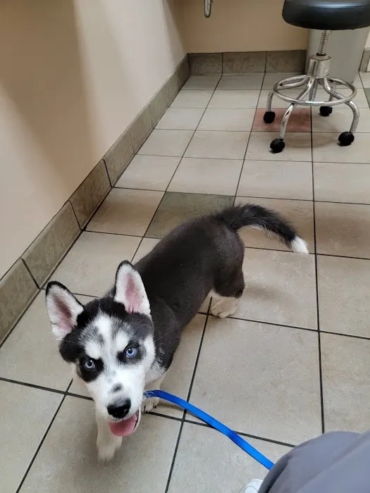 Town & Country Veterinary Hospital: Arendas C A DVM 4