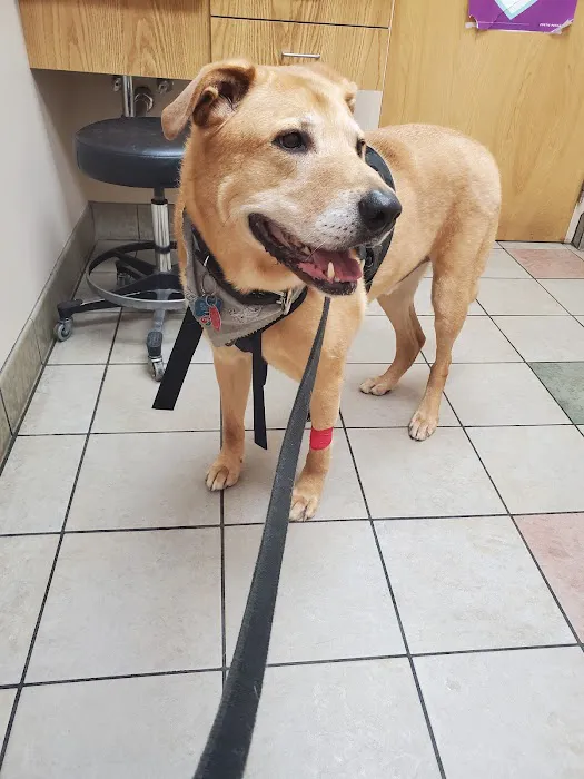 Town & Country Veterinary Hospital: Arendas C A DVM 10