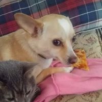 Split Rail Veterinary Clinic, LLC ico