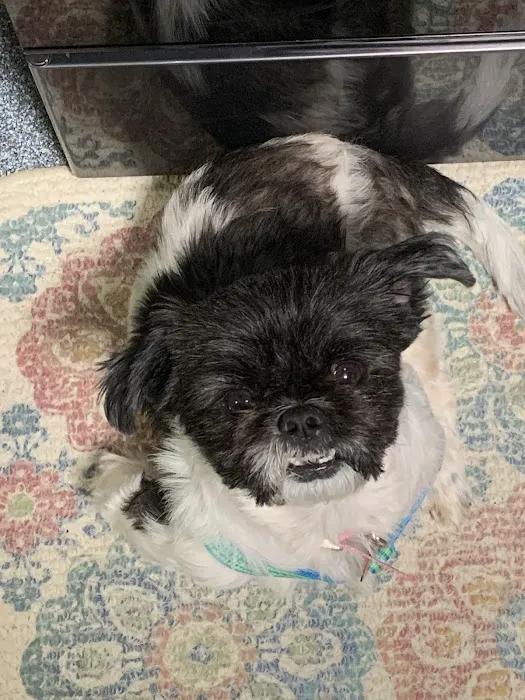 Oakwood Pet Hospital 7