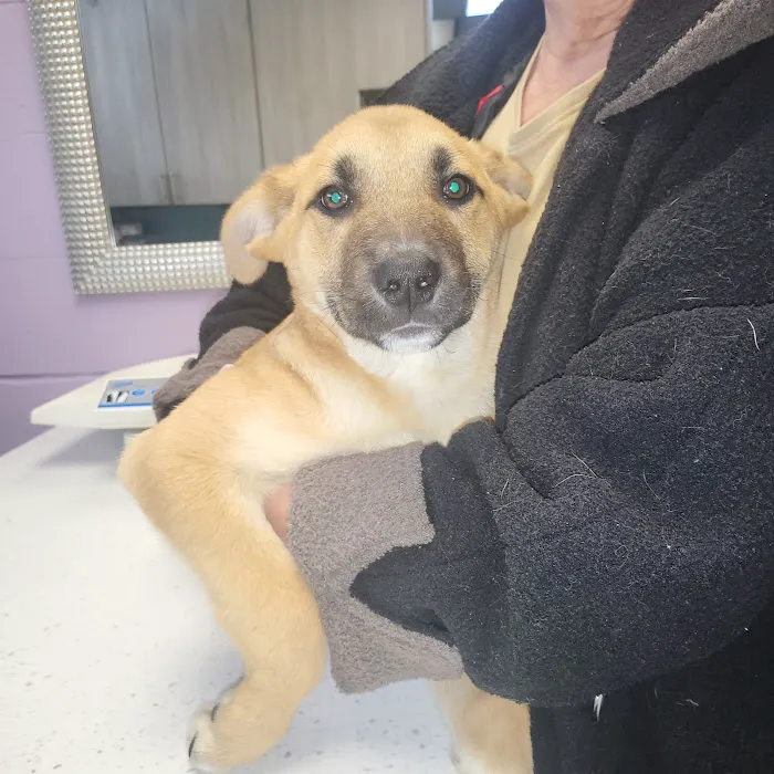 Oakwood Pet Hospital 3