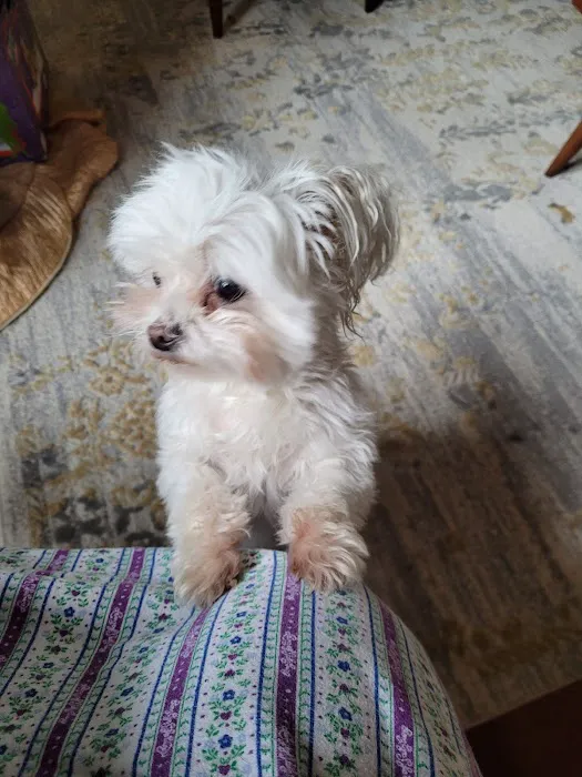 Sugar Creek Animal Hospital: Ensley Stephanie DVM 1