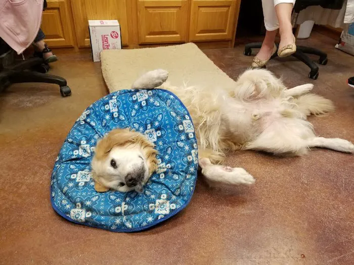 Sugar Creek Animal Hospital 5