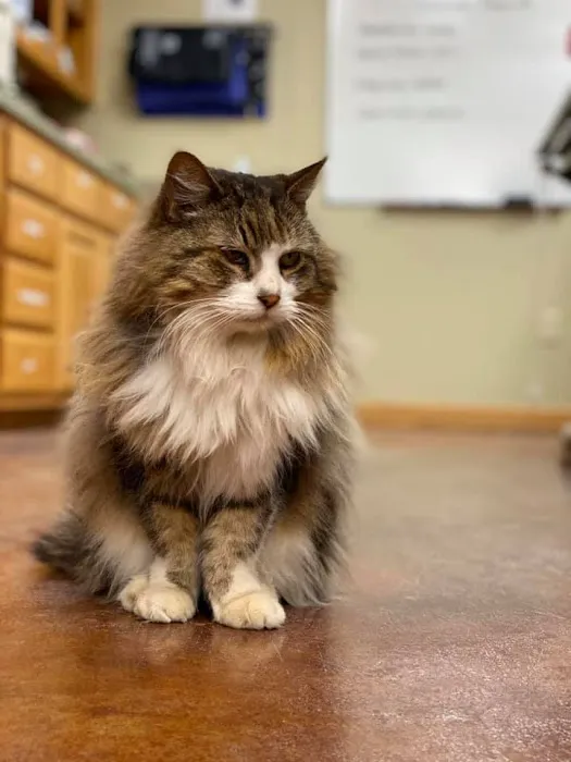 Sugar Creek Animal Hospital 3