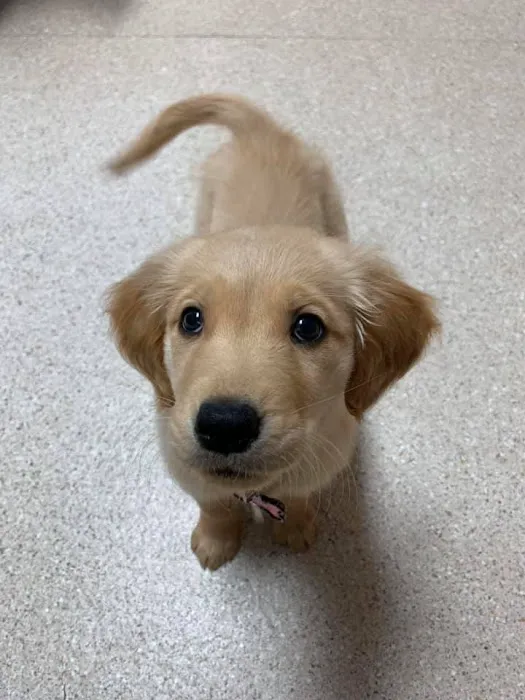 Sugar Creek Animal Hospital 6