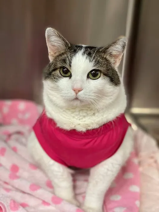 Sugar Creek Animal Hospital 8