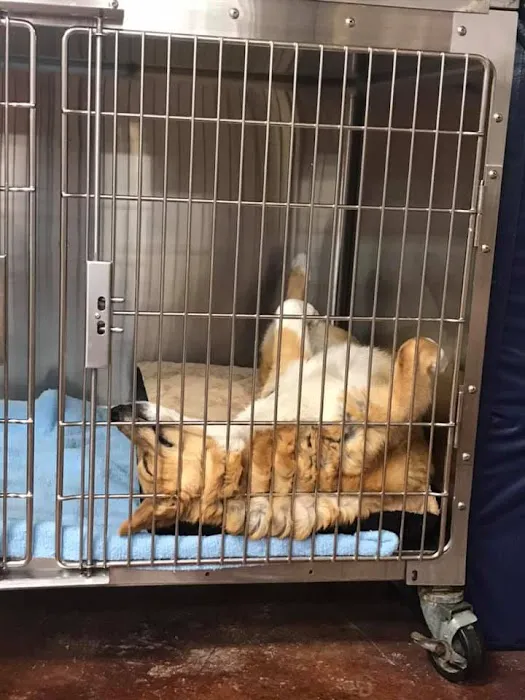Sugar Creek Animal Hospital 10