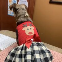 Animal Hospital Of Centerton ico