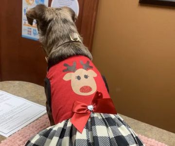 Animal Hospital Of Centerton