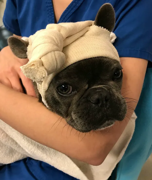 All Pets Animal Hospital (Bentonville) 7