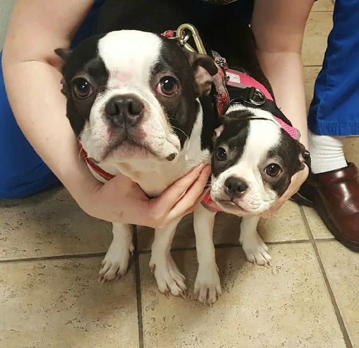 All Pets Animal Hospital (Bentonville) 9
