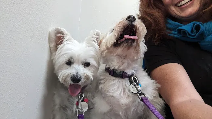 All Pets Animal Hospital (Bentonville) 1