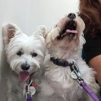 All Pets Animal Hospital (Bentonville) ico