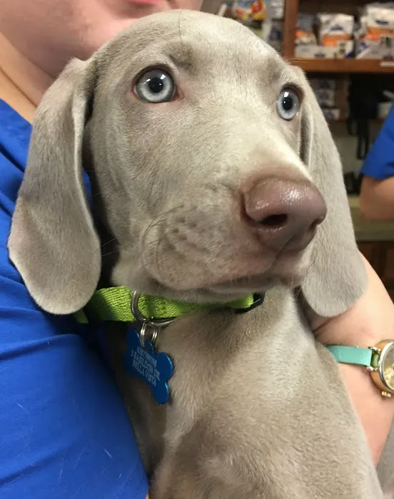 All Pets Animal Hospital (Bentonville) 2