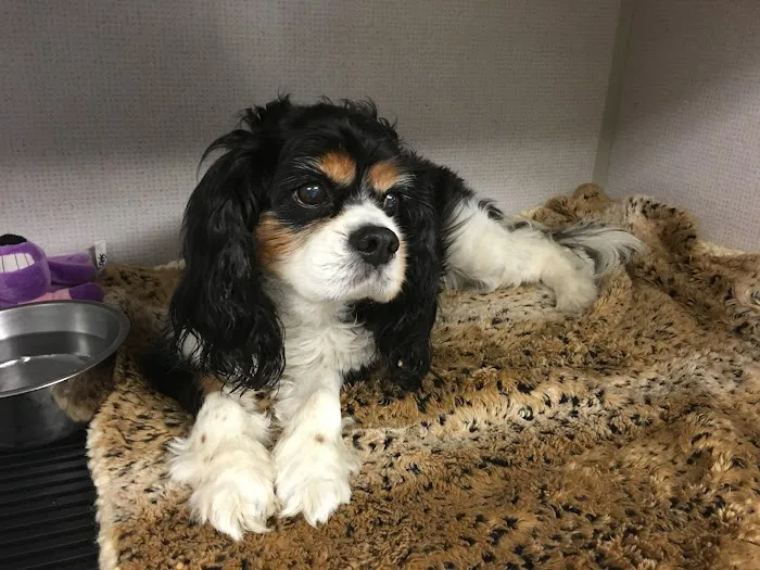 All Pets Animal Hospital (Bentonville) 5