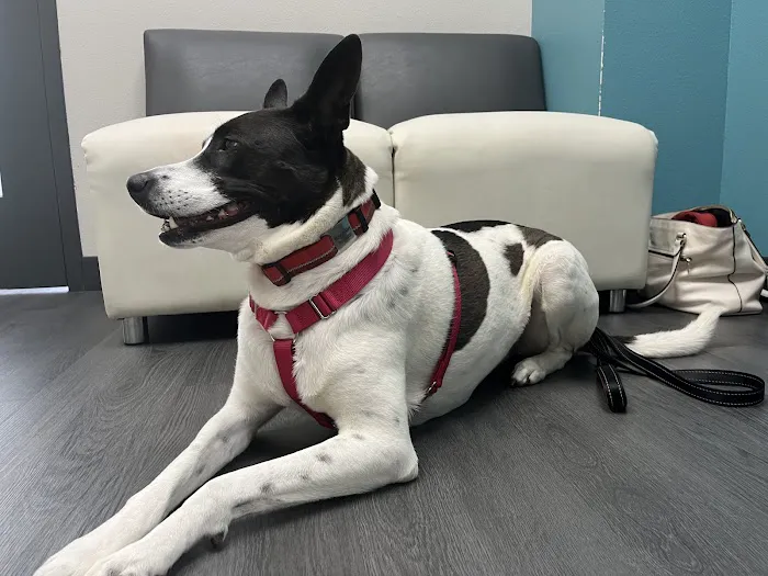 midCITIES Animal Hospital 9