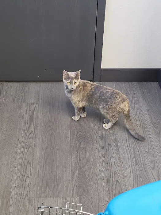 midCITIES Animal Hospital 3