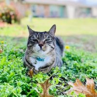 Grove Small Animal Hospital ico