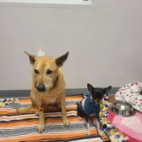 Osage Veterinary Clinic ico