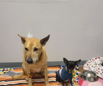 Osage Veterinary Clinic