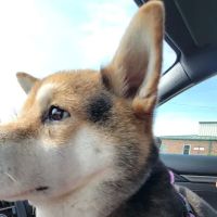 Animal Hospital of Bentonville ico