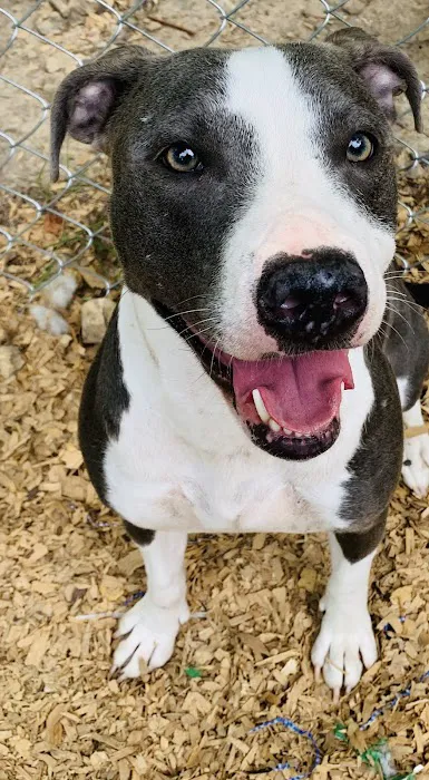Animal Urgent Care of Bentonville 2