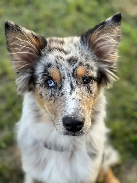 Animal Urgent Care of Bentonville 10