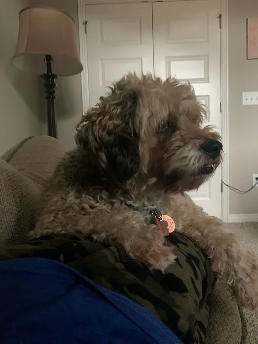 Animal Urgent Care of Bentonville 4