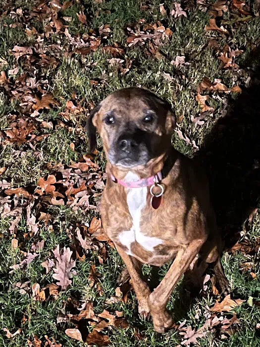 Animal Urgent Care of Bentonville 6
