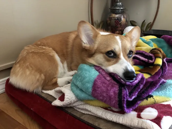 Animal Urgent Care of Bentonville 8