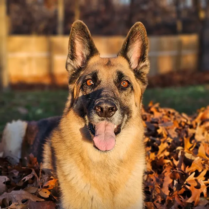 Animal Urgent Care of Bentonville 9