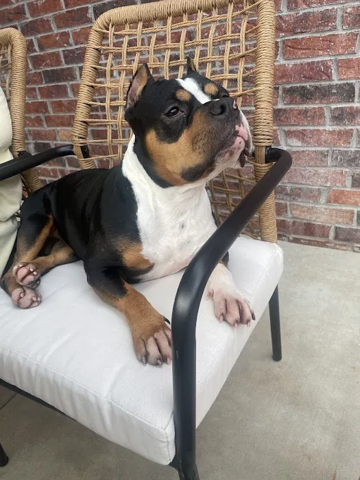 Animal Urgent Care of Bentonville 3