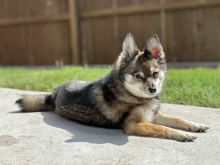 Animal Urgent Care of Bentonville 1