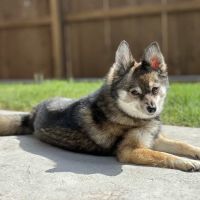 Animal Urgent Care of Bentonville ico