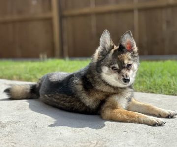 Animal Urgent Care of Bentonville