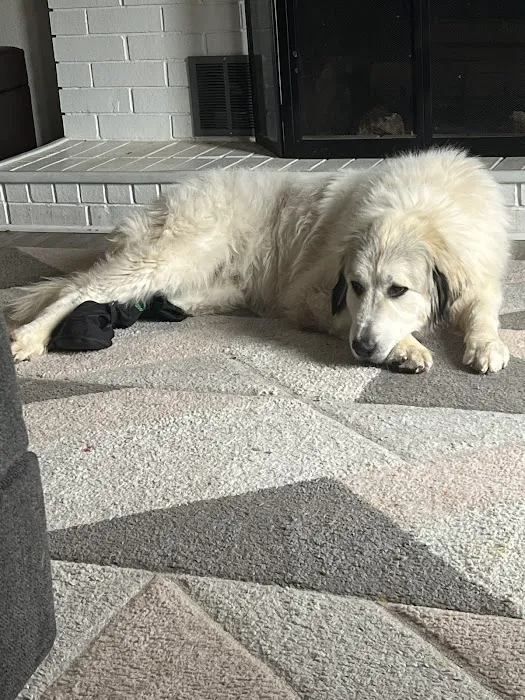 Animal Urgent Care of Bentonville 7