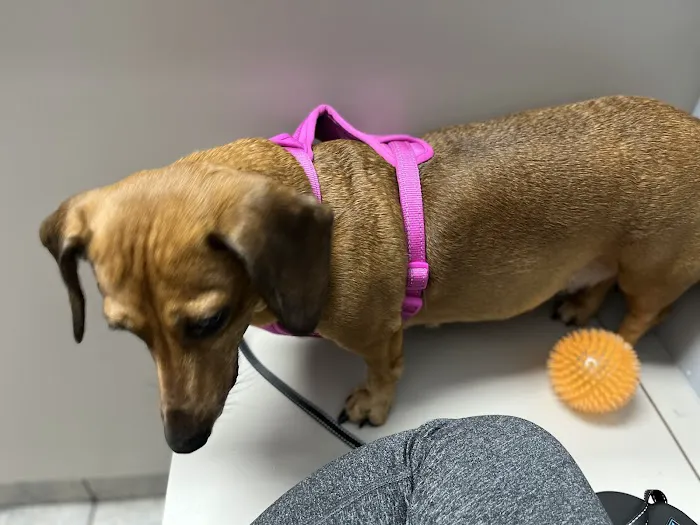 Rose Animal Clinic 2