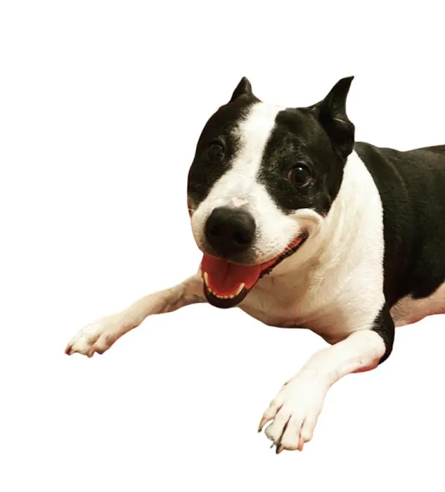 Rose Animal Clinic 7