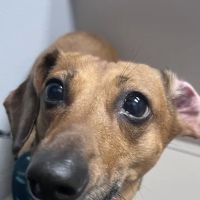 Rose Animal Clinic ico