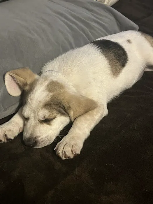Northwest Arkansas Animal Urgent Care 5