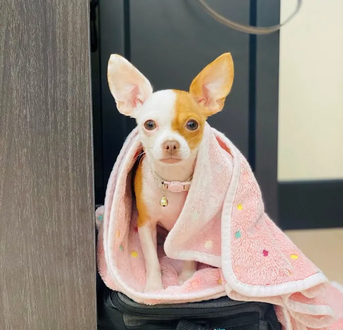 Northwest Arkansas Animal Urgent Care 10