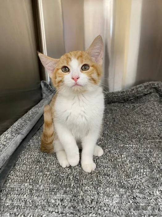 Northwest Arkansas Animal Urgent Care 1