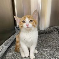 Northwest Arkansas Animal Urgent Care ico