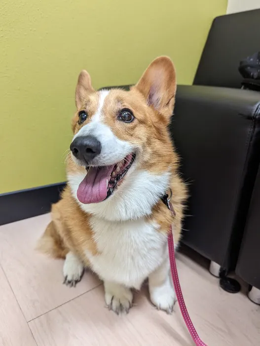 Northwest Arkansas Animal Urgent Care 4