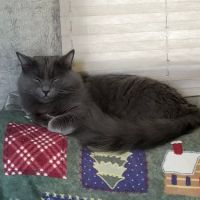 Pea Ridge Veterinary Clinic ico